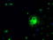 Solute carrier family 2, facilitated glucose transporter member 5 antibody, TA500604, Origene, Immunofluorescence image 