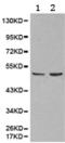 Hnf-4 antibody, TA321134, Origene, Western Blot image 