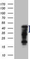 Zinc Finger CCCH-Type Containing 8 antibody, CF808242, Origene, Western Blot image 