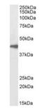 Arrestin Beta 2 antibody, orb372987, Biorbyt, Western Blot image 
