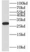 Mitochondrial Ribosomal Protein L10 antibody, FNab05313, FineTest, Western Blot image 