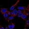 Multivesicular Body Subunit 12B antibody, NBP2-13979, Novus Biologicals, Immunocytochemistry image 