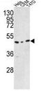 TRNA Methyltransferase O antibody, GTX81642, GeneTex, Western Blot image 