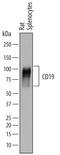 CD19 antibody, AF7489, R&D Systems, Western Blot image 
