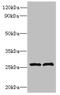 Family With Sequence Similarity 71 Member C antibody, orb354879, Biorbyt, Western Blot image 