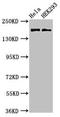Kinase D Interacting Substrate 220 antibody, LS-C678435, Lifespan Biosciences, Western Blot image 