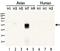 Influenza virus antibody, GTX127303, GeneTex, Western Blot image 