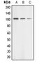 Aminoadipate-Semialdehyde Synthase antibody, LS-C353231, Lifespan Biosciences, Western Blot image 