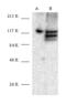 hSIRT1 antibody, AHP2420, Bio-Rad (formerly AbD Serotec) , Western Blot image 