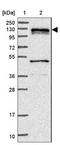 Diacylglycerol Kinase Zeta antibody, NBP2-13918, Novus Biologicals, Western Blot image 