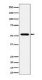 G-Rich RNA Sequence Binding Factor 1 antibody, M07576-1, Boster Biological Technology, Western Blot image 