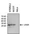 LIN28A antibody, PA1-096X, Invitrogen Antibodies, Western Blot image 