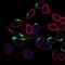 Neuronal Cell Adhesion Molecule antibody, NBP2-37379, Novus Biologicals, Immunofluorescence image 