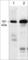 Cytoplasmic Linker Associated Protein 1 antibody, CM5011, ECM Biosciences, Western Blot image 