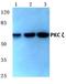 Protein Kinase C Zeta antibody, AP06286PU-N, Origene, Western Blot image 