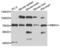 RNA Binding Motif Protein 14 antibody, LS-C333307, Lifespan Biosciences, Western Blot image 