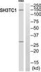 SH3 Domain And Tetratricopeptide Repeats 1 antibody, TA315522, Origene, Western Blot image 