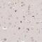 Solute Carrier Family 35 Member F3 antibody, NBP2-13332, Novus Biologicals, Immunohistochemistry paraffin image 