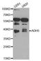 Alcohol dehydrogenase class-3 antibody, A2041, ABclonal Technology, Western Blot image 
