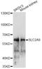 Solute carrier family 2, facilitated glucose transporter member 9 antibody, LS-C749594, Lifespan Biosciences, Western Blot image 