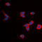 BKRB1 antibody, LS-C358929, Lifespan Biosciences, Immunofluorescence image 