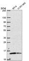 Mitochondrial Ribosomal Protein L57 antibody, NBP2-57237, Novus Biologicals, Western Blot image 