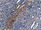 Probable N-acetyltransferase 8 antibody, CSB-PA572641, Cusabio, Immunohistochemistry frozen image 