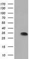 DHEA-ST antibody, LS-C115617, Lifespan Biosciences, Western Blot image 