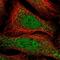 Acrosin Binding Protein antibody, HPA039082, Atlas Antibodies, Immunofluorescence image 