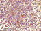 Zinc Finger Protein 484 antibody, A63908-100, Epigentek, Immunohistochemistry paraffin image 