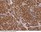 Colipase antibody, 13631-MM03T, Sino Biological, Immunohistochemistry frozen image 