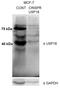 USP18 antibody, 12153-1-AP, Proteintech Group, Western Blot image 