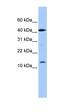 LOC727817 antibody, orb325616, Biorbyt, Western Blot image 