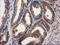 Destrin antibody, NBP2-00527, Novus Biologicals, Immunohistochemistry frozen image 