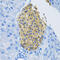 Solute Carrier Family 1 Member 2 antibody, 13-320, ProSci, Immunohistochemistry frozen image 