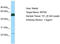 Keratin 85 antibody, TA331268, Origene, Western Blot image 