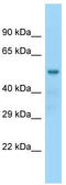 Nucleosome Assembly Protein 1 Like 2 antibody, TA344713, Origene, Western Blot image 
