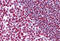 Protein Mdm4 antibody, MBS246589, MyBioSource, Immunohistochemistry frozen image 