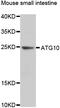 Ubiquitin-like-conjugating enzyme ATG10 antibody, abx006473, Abbexa, Western Blot image 
