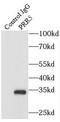 Proline Rich 5 antibody, FNab06830, FineTest, Immunoprecipitation image 
