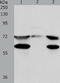Spindle Apparatus Coiled-Coil Protein 1 antibody, TA322305, Origene, Western Blot image 
