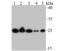 Microsomal Glutathione S-Transferase 3 antibody, NBP2-75572, Novus Biologicals, Western Blot image 