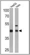 Ribosomal Protein SA antibody, NB200-631, Novus Biologicals, Western Blot image 
