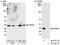 Serine/threonine-protein phosphatase 6 catalytic subunit antibody, A300-844A, Bethyl Labs, Western Blot image 