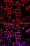 RAB17, Member RAS Oncogene Family antibody, orb373795, Biorbyt, Immunofluorescence image 