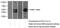 Dipeptidase 2 antibody, 16466-1-AP, Proteintech Group, Western Blot image 