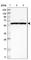 Zinc Finger MYM-Type Containing 5 antibody, HPA020879, Atlas Antibodies, Western Blot image 