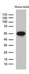 Y-Box Binding Protein 2 antibody, MA5-27430, Invitrogen Antibodies, Western Blot image 