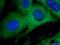 BLNK antibody, 10855-1-AP, Proteintech Group, Immunofluorescence image 