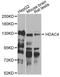 Histone Deacetylase 4 antibody, LS-C747647, Lifespan Biosciences, Western Blot image 